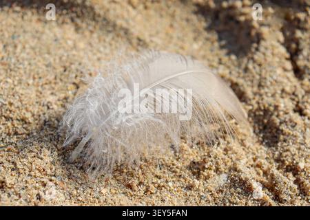 Makrofotografie Nahaufnahme einer hellgrauen flauschigen Gänsefeder auf einem ruhigen, beigen, körnigen Sand-Hintergrund Stockfoto