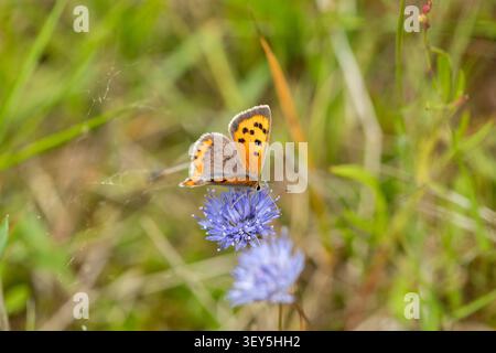 Lycaena phlaeas, kleiner Kupferfalter sitzt in lila Blüte mit unscharfem Hintergrund Stockfoto