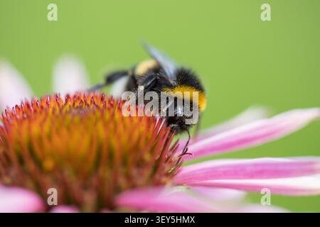 Makrofotografie einer Hummel, die Nektar von einer violetten Sonnenhutblüte in voller Blüte sammelt Stockfoto