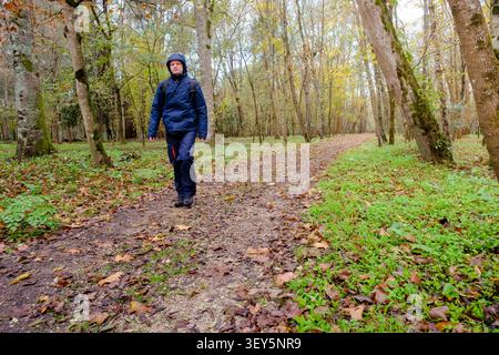 Ein Mann, der auf einem Weg läuft, der mit gefallenen Blättern bedeckt ist, in einem Herbstwald Stockfoto