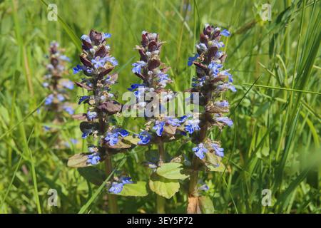 Gemeiner Bugel, kriechender Bugleweed (Ajuga reptans), blühend auf einer Wiese, Deutschland Stockfoto