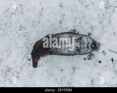 Luftaufnahme eines isländischen Pferdes, das auf einem schneebedeckten Feld in Island steht. Stockfoto