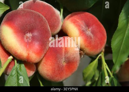 Flacher Pfirsich, Donut Pfirsich, Donut Pfirsich, Saturn Pfirsich (Prunus persica var. Platycarpa. Prunus persica platycarpa, Prunus persica platycarpa, Prunus pe Stockfoto