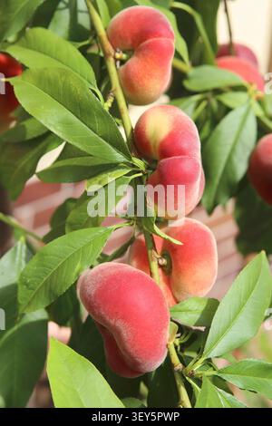 Flacher Pfirsich, Donut Pfirsich, Donut Pfirsich, Saturn Pfirsich (Prunus persica var. Platycarpa. Prunus persica platycarpa, Prunus persica platycarpa, Prunus pe Stockfoto