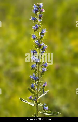 Blueweed, Blauer Teufel, Viper's Bugloss, Echium vulgare, Blooming, Österreich, Tirol Stockfoto