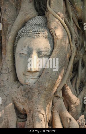 Der antike Buddha-Kopf, umarmt von Banyan-Baumwurzeln im Wat Mahathat in Ayutthaya, Thailand. Stockfoto