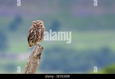 Die kleine Eule, Athene noctua, stand auf einem alten Zaunpfosten, während sie in den Yorkshire Dales, Großbritannien, jagte. Stockfoto