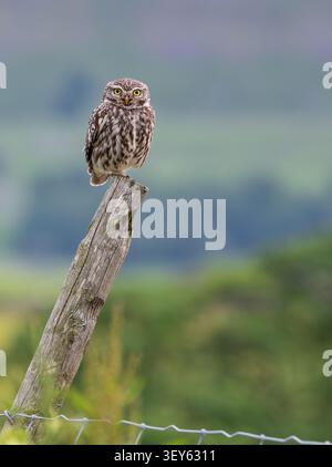 Die kleine Eule, Athene noctua, stand auf einem alten Zaunpfosten, während sie in den Yorkshire Dales, Großbritannien, jagte. Stockfoto