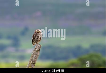 Die kleine Eule, Athene noctua, stand auf einem alten Zaunpfosten, während sie in den Yorkshire Dales, Großbritannien, jagte. Stockfoto