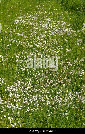 Blühende Gänseblümchen auf einer sonnigen Wiese Stockfoto