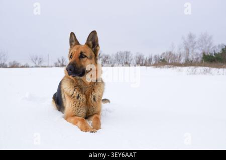 Deutscher Schäferhund, der im Schnee gegen den Himmel liegt. Hund führt die Befehle des Besitzers aus. Stockfoto