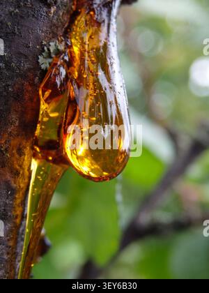 Bernsteinfarbene Harztropfen. Harz auf dem Baum im Obstgarten. Orangenes Naturharz auf einem Baum Stockfoto