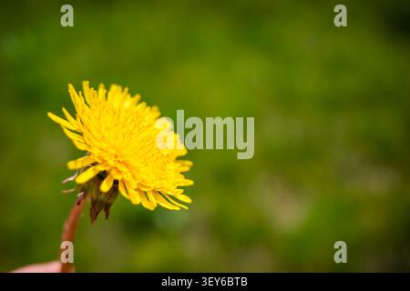 Gelbe Löwenzahnblume blüht auf grünem Grasfeld mit Kopierraum. Konzept: Minimalistisches Design Stockfoto
