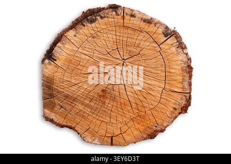 Die detaillierte Nahansicht zeigt die komplexen Wachstumsringe, die natürlichen Strukturen und die tiefen Risse eines geschnittenen Kiefernholzes, der sich neben anderen Holzstämmen in A befindet Stockfoto