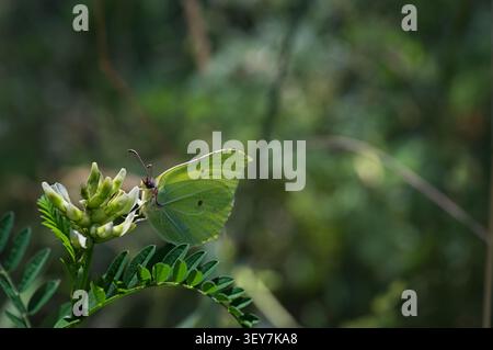Lebendiger Schwefel-Schmetterling, der sich auf einer Sommerwiese von einer wilden weißen Blume ernährt. Horizontale Makroaufnahme mit grünem Kopierraum, Visegrad, Ungarn Stockfoto