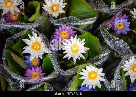 Farbenfrohe blühende Seerosen Nymphaea nouchali Blaue Seerose Verkauf auf dem Chatuchak Pflanzenmarkt Stockfoto
