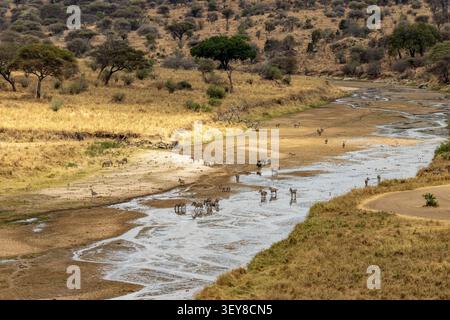 Blick auf Zebras und Gnus in einem trockenen Flussbett im Tarangire Nationalpark Tansania Stockfoto