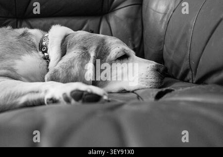 Ein Beagle schläft friedlich auf einem Ledersofa, eingerollt in einem ruhigen Schlaf. Die Nahaufnahme in Schwarzweiß vermittelt den entspannten Komfort des Haustiers Stockfoto