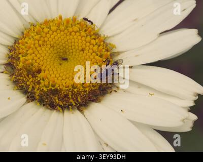 Makrofoto einer weißen gänseblümchenblume mit einem hoverfly-Insekt und einer Ameise auf der gelben Mitte Stockfoto