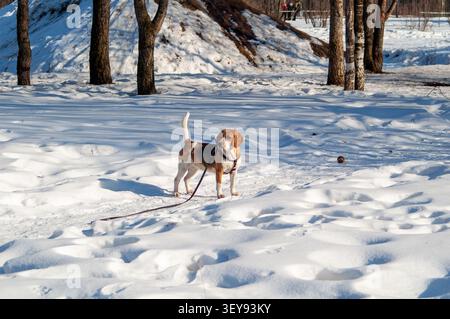 Ein Beagle an der langen Leine steht wachsam in einem sonnendurchfluteten, schneebedeckten Park, umgeben von Baumstämmen und strukturiertem Schnee, was Neugier und frisches Winterwetter vermittelt Stockfoto