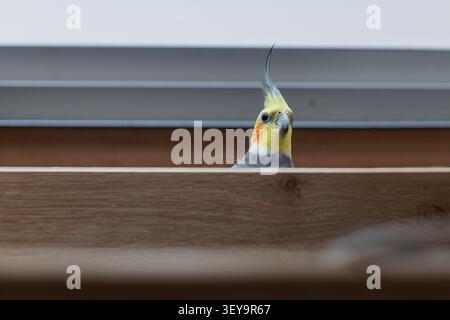 Neugieriger Kakatiel-Papagei, der hinter einem Holzregal hervorblickt. Lustiger Hausvogel mit gelbem Kopf und orangefarbenen Wangen, der in die Kamera schaut. Verspieltes Haustier Stockfoto