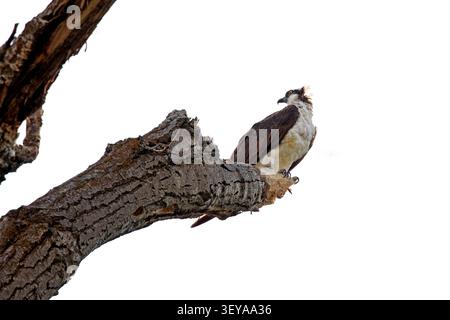 Ein Fischadler sitzt in einem Baum mit reichlich Platz für Text. Stockfoto