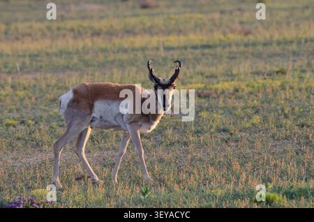 Pronghorn, Antilocapra americana Stockfoto