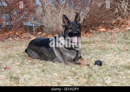 Eine Schäferhund ruht an einem Herbsttag in einem Hinterhof neben ihrem Ball. Stockfoto