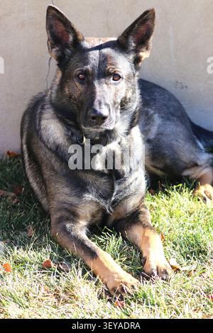 Ein Haustier Deutscher Schäferhund ruht im Gras eines Hinterhofs. Stockfoto