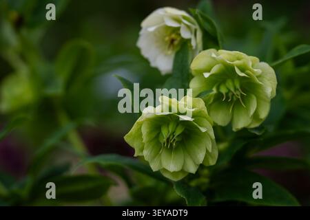 Nahaufnahme von Helleborus x hybridus „Double Ellen White“ mit eleganten, doppelten cremeweißen Blüten mit grüner Färbung, die im frühen Frühjahr blühen. Stockfoto