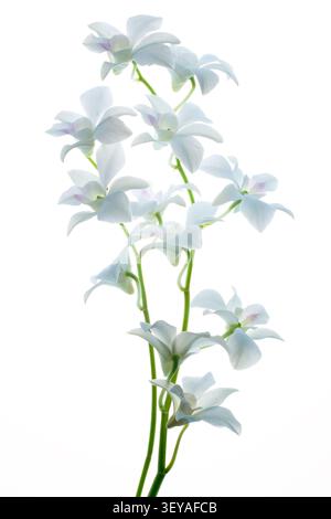 Ein hoher blühender Stamm weißer dendrobium-Orchideen, fotografiert auf einem sauberen weißen Hintergrund. Die vertikale Komposition betont anmutige Stiele und Stockfoto