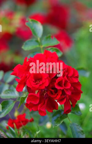 Rote Rosen blühen, im Garten, mit Rosen, Blättern, mit Blütenblättern, Stielstruktur aus Nahsicht mit roten, grünen Akzenten und lebendigen und en Stockfoto