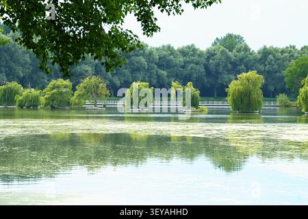 Teich mit Inseln und Weiden, die auf ihnen wachsen, in Park- oder Gartenumgebung, mit Teichinseln mit Bäumen, weißer Brücke, grünem Laub, mit Wasser Stockfoto