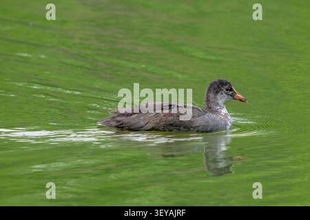 Eurasische Kot / gemeine Kot (Fulica atra) Jungtiere schwimmen im Frühling im Teich Stockfoto