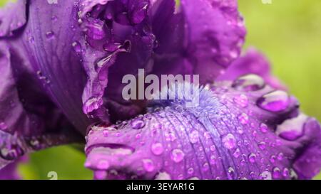 Makroaufnahme einer luxuriösen violetten Iris, bedeckt mit großen, transparenten Regentropfen. Die Nahaufnahme fängt die samtige Textur der nassen Blütenblätter ein Stockfoto