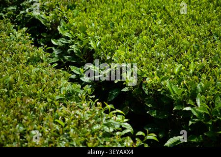 Frische grüne Teeblätter an Büschen auf einer Plantage, Nahaufnahme, Jeju Island, Südkorea Stockfoto