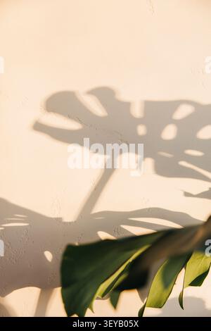 Tropischer Blattschatten an einer sonnendurchfluteten Wand Stockfoto