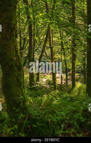 Dicht belaubte Waldszene mit moosbedeckten Baumstämmen, die einen hellen Fluss oder Bach umrahmen, der durch dichtes Unterholz in Cornwall fließt. Stockfoto