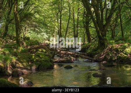 Ein lebendiger Bach fließt über moosige Felsen und umgefallene Baumstämme durch eine dichte Waldlandschaft, die als Golitha Falls bekannt ist. Bodmin Moor, Großbritannien Stockfoto