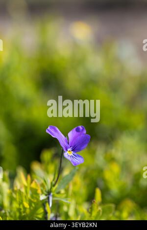 Vertikale Nahaufnahme einer einzelnen violetten Bratsche, die vor einem stark verschwommenen hellgrünen Hintergrund mit viel Kopierraum blüht. Stockfoto
