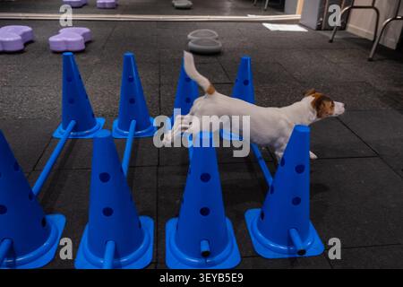 Ein Jack Russell Terrier springt während einer Agilitätsstunde über Hindernisse. Stockfoto