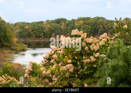 Im Punderson State Park in Newbury, Ohio, zeigt sich ein üppiger Hortentensie-Sträucher mit cremefarbenen Blüten und Herbstfarben. Stockfoto