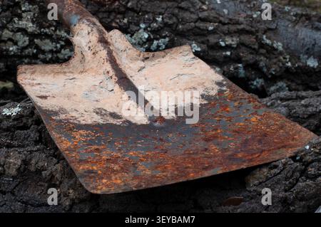 Nahaufnahme eines rostigen Schaufelblattes auf Baumrinde, das verwittertes Metall, abblätternde Farbe und strukturierte Korrosion zeigt. Stockfoto