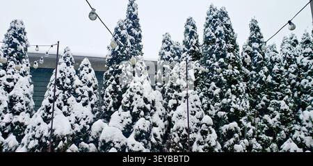 Schneebedeckte immergrüne Bäume mit Lichterketten im Winter in Seattle Washington Stockfoto