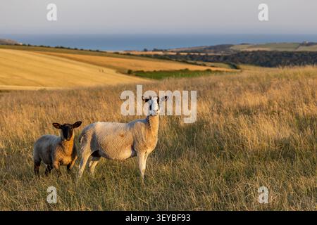 Ein Schaf und ihr Lamm in den South Downs, an einem sonnigen Sommerabend Stockfoto