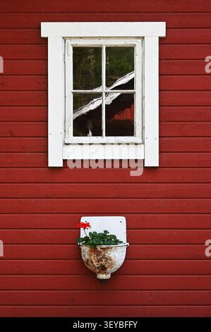 Eine charmante rustikale Komposition mit einem weiß gerahmten Fenster und einem verwitterten Emailleübertopf mit roten Geranien auf einem traditionellen roten Holz Stockfoto