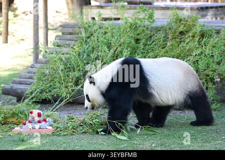(260702) -- MADRID, 2. Juli 2026 (Xinhua) -- der Riesenpanda Jin Xi genießt am 2. Juli 2026 im Zoo Aquarium Madrid in Madrid, Spanien, eine Abkühlung. Da die hohen Temperaturen in einem Großteil Spaniens andauern, half das Zoo Aquarium Madrid seinen Tieren, die Hitze zu überwinden, indem es gefrorene Leckereien aus Obst, Gemüse und Fleisch anbot. (Foto: Gustavo Valiente/Xinhua) Stockfoto