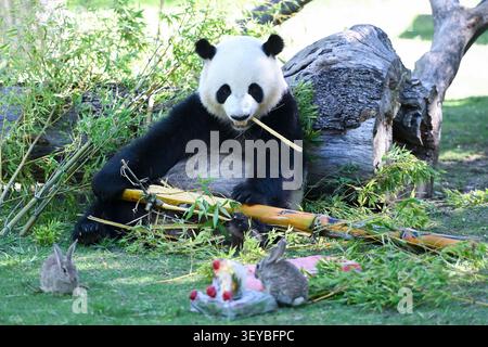 (260702) -- MADRID, 2. Juli 2026 (Xinhua) -- der Riesenpanda Jin Xi genießt am 2. Juli 2026 im Zoo Aquarium Madrid in Madrid, Spanien, eine Abkühlung. Da die hohen Temperaturen in einem Großteil Spaniens andauern, half das Zoo Aquarium Madrid seinen Tieren, die Hitze zu überwinden, indem es gefrorene Leckereien aus Obst, Gemüse und Fleisch anbot. (Foto: Gustavo Valiente/Xinhua) Stockfoto