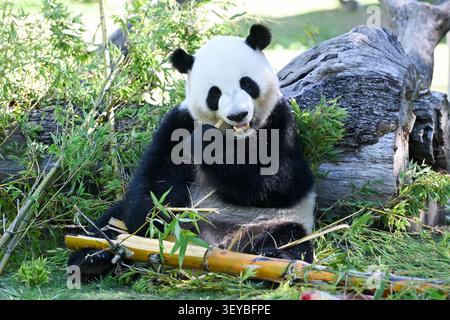 (260702) -- MADRID, 2. Juli 2026 (Xinhua) -- der Riesenpanda Jin Xi genießt am 2. Juli 2026 im Zoo Aquarium Madrid in Madrid, Spanien, eine Abkühlung. Da die hohen Temperaturen in einem Großteil Spaniens andauern, half das Zoo Aquarium Madrid seinen Tieren, die Hitze zu überwinden, indem es gefrorene Leckereien aus Obst, Gemüse und Fleisch anbot. (Foto: Gustavo Valiente/Xinhua) Stockfoto
