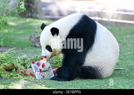 (260702) -- MADRID, 2. Juli 2026 (Xinhua) -- der Riesenpanda Jin Xi genießt am 2. Juli 2026 im Zoo Aquarium Madrid in Madrid, Spanien, eine Abkühlung. Da die hohen Temperaturen in einem Großteil Spaniens andauern, half das Zoo Aquarium Madrid seinen Tieren, die Hitze zu überwinden, indem es gefrorene Leckereien aus Obst, Gemüse und Fleisch anbot. (Foto: Gustavo Valiente/Xinhua) Stockfoto